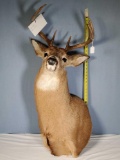 10 Point White Tail Deer Buck Taxidermy Trophy Wall Mount