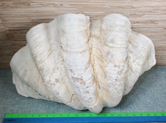 Giant Clam Shell