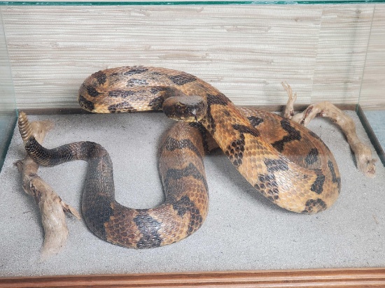 Rattlesnake Taxidermy in Glass Display Case