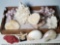 Tray Lot of Coral Specimens and Nautilus Shells