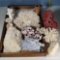 Tray Lot of Fine Coral and Related Specimens