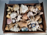 Tray Lot Full of Fine Shell Specimens