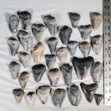 Tray Lot Full of Fossilized Megalodon Shark Teeth