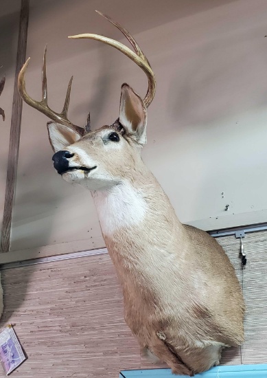 9 Point White Tail Deer Taxidermy Head Mount