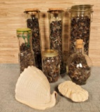 6 Decorator Bottles filled with Thousands of Sharks Teeth Plus Coral and Shell Specimens