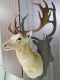 Fallow Deer Taxidermy Head Mount