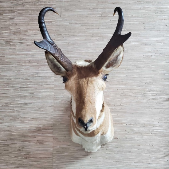 Vintage Mexican Pronghorn Taxidermy Mount
