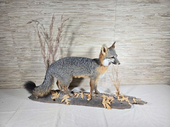 Gray Fox Taxidermy Standing on Log