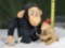 Mattel 1964 Chester O'Chimp Plush And Rubber Toy & Key Wind Mohair Monkey Plays Cymbal And Jumps