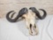 * Cape Buffalo Skull