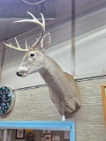 * White Tail Deer Taxidermy Mount