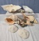 * Collection of Shells Incl. Giant Clam