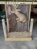 Deer Mount