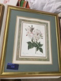 Framed Image, white flowers