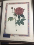 Framed Image, Pink Rose