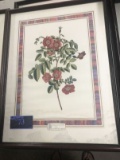 Framed Image, Old Fashioned Pink Roses