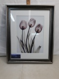 framed image, xray of tulips