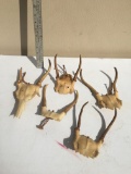 Box Lot of Antlers/Deer or Antelope or Both