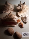 Sea Shells Lot