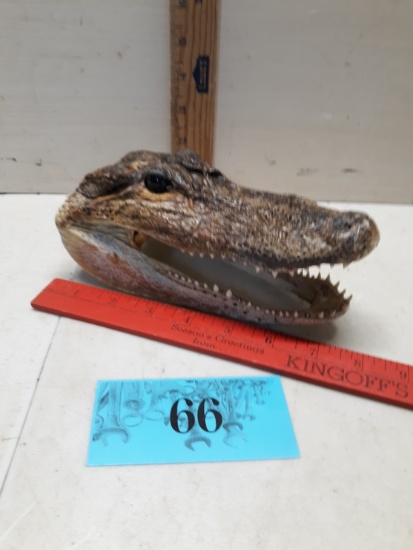 Alligator Head, 7"