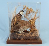 Pair Of Bobwhite Quail Taxidermy Art