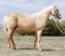 Gifted With Gold-13 y/o AQHA Mare