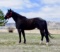 Estrellas April Star-13 y/o AQHA Blue Roan Mare