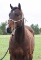 Tri Okie Stripe-4 y/o AQHA Gelding