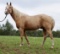 Trigger- 10 y/o Pony Gelding