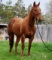 TT Fast N Furious-12 y/o AQHA Gelding