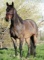 JFDDRIFTINGBLUEROANA- 4 y/o AQHA  Mare