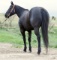 HM Day Cat- 9 y/o AQHA Gelding