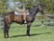 Guns Down- 4 y/o OTTB Gelding