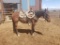 Gary- 3 y/o Bay Gelding