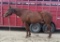 Buddy- 3 y/o Gelding