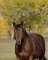 *****WITHDRAWN***Rambo-8 y/o OTTB Gelding