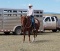 Stoney- 6 y/o Gelding