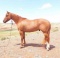 Dunna Be Flaming- 4 y/o APHA Gelding
