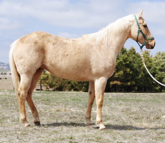 Gifted With Gold-13 y/o AQHA Mare