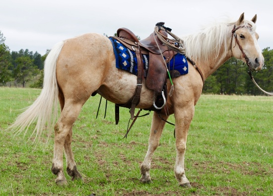 Charger- 7 y/o Gelding