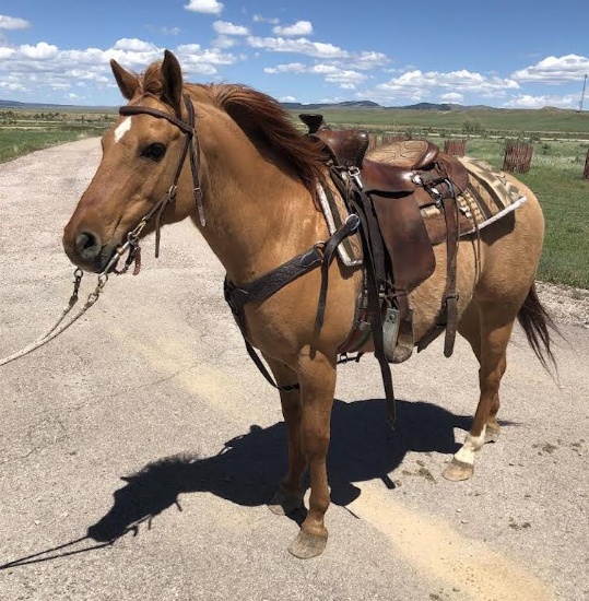 Diamond- 15 y/o Gelding