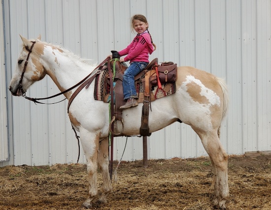 Pickle- 10 y/o Gelding