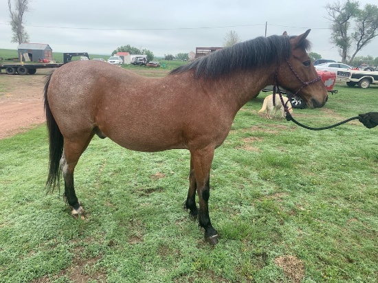 Poncho- 13 y/o Gelding