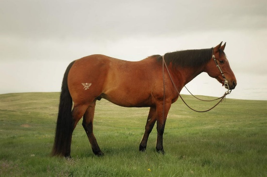 Whiskeychicnarooster- 16 y/o Gelding