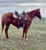 Cee Heart Sonny Chex- 6 y/o AQHA Gelding