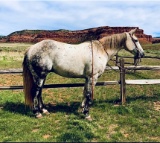 Peppys Gray Boy- 11 y/o AQHA Gelding