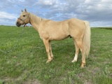 ***WITHDRAWN**Rio- 5 year old gelding