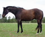 Chippewa-9 y/o Gelding