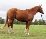 Im Flash- 8 y/o AQHA/APHA Gelding