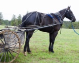 Savage-4 y/o  Gelding